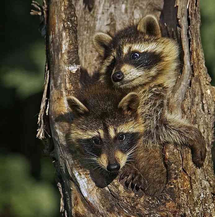 【画像】アライグマの画像が集まるトピ