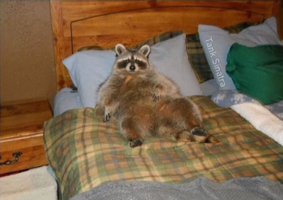 【画像】アライグマの画像が集まるトピ