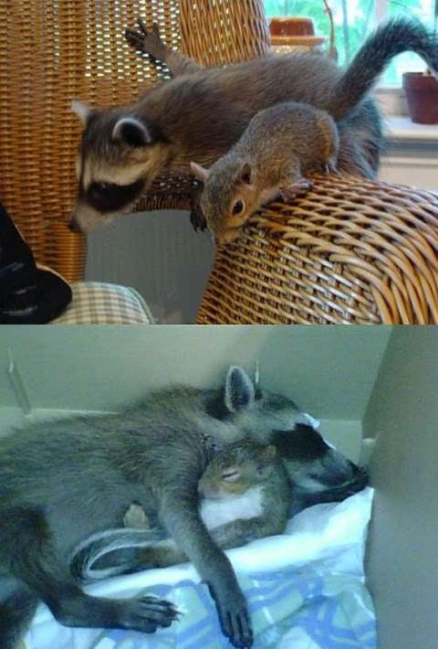 【画像】アライグマの画像が集まるトピ