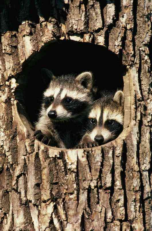 【画像】アライグマの画像が集まるトピ