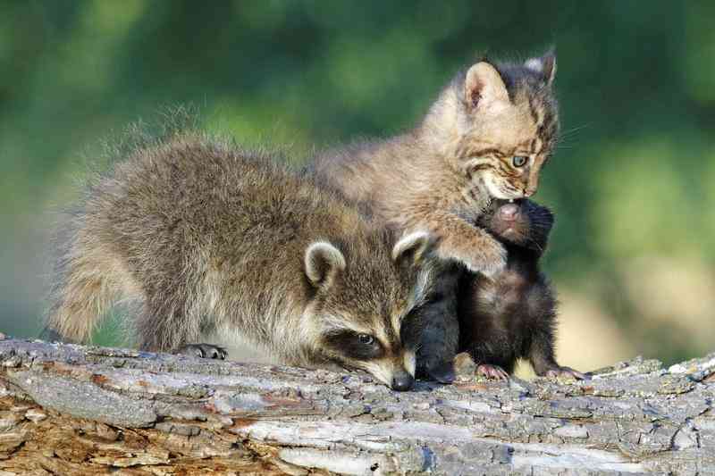 【画像】アライグマの画像が集まるトピ