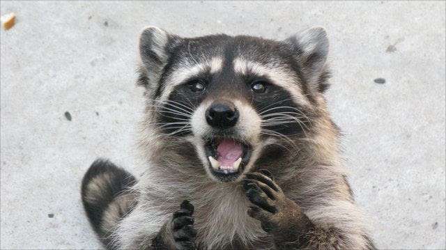 【画像】アライグマの画像が集まるトピ
