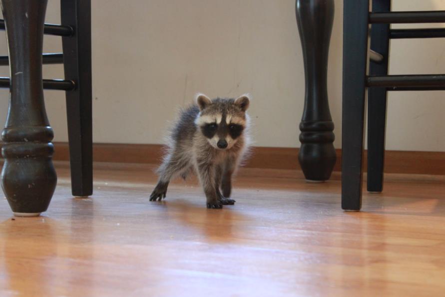 【画像】アライグマの画像が集まるトピ