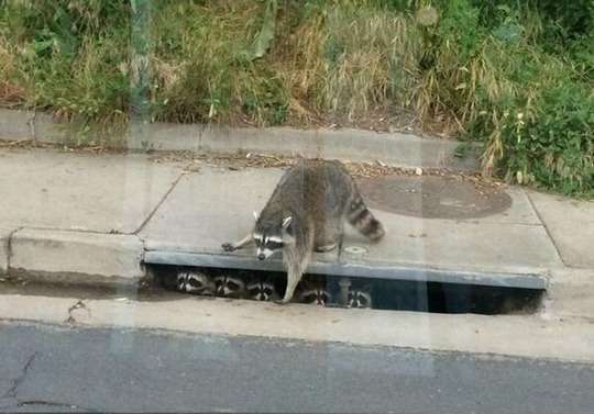 【画像】アライグマの画像が集まるトピ