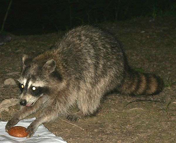 【画像】アライグマの画像が集まるトピ