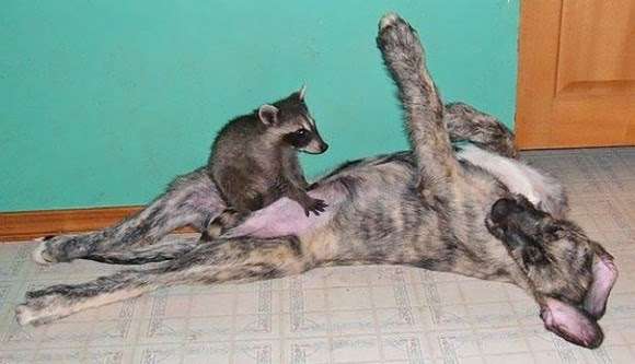 【画像】アライグマの画像が集まるトピ