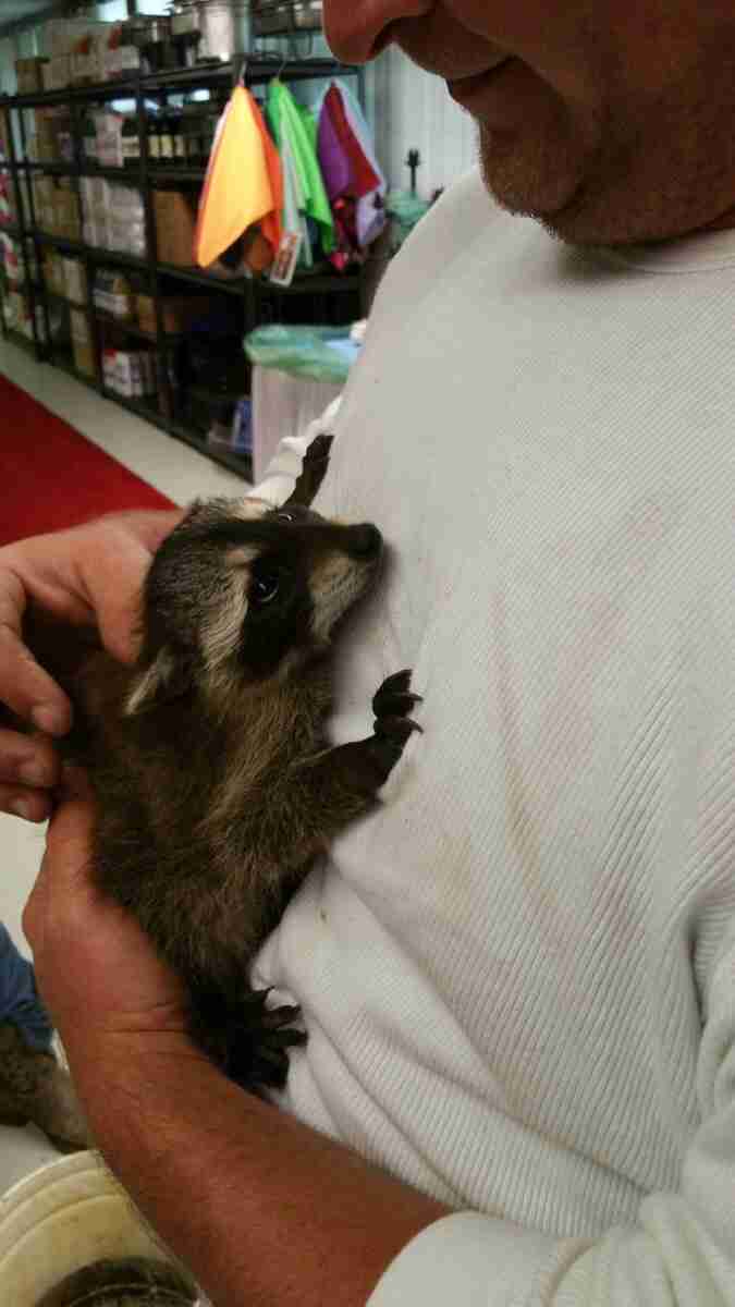 【画像】アライグマの画像が集まるトピ