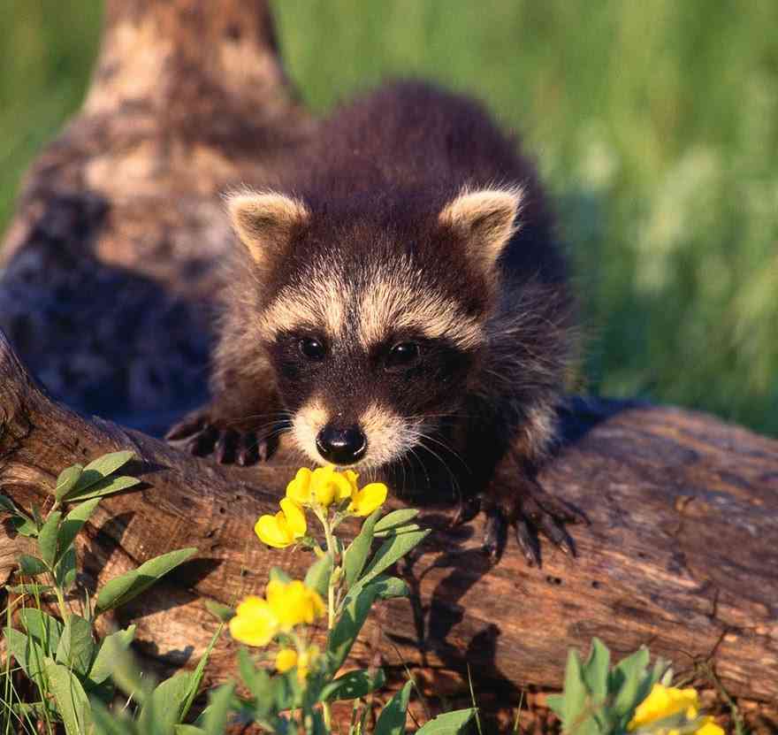 【画像】アライグマの画像が集まるトピ