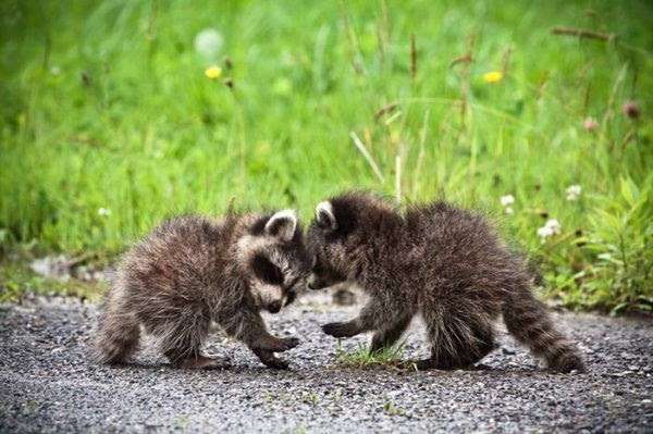 【画像】アライグマの画像が集まるトピ