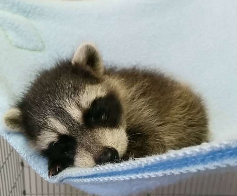 【画像】アライグマの画像が集まるトピ