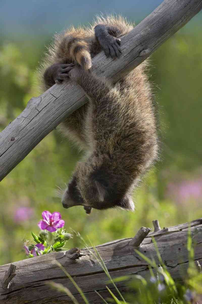 【画像】アライグマの画像が集まるトピ