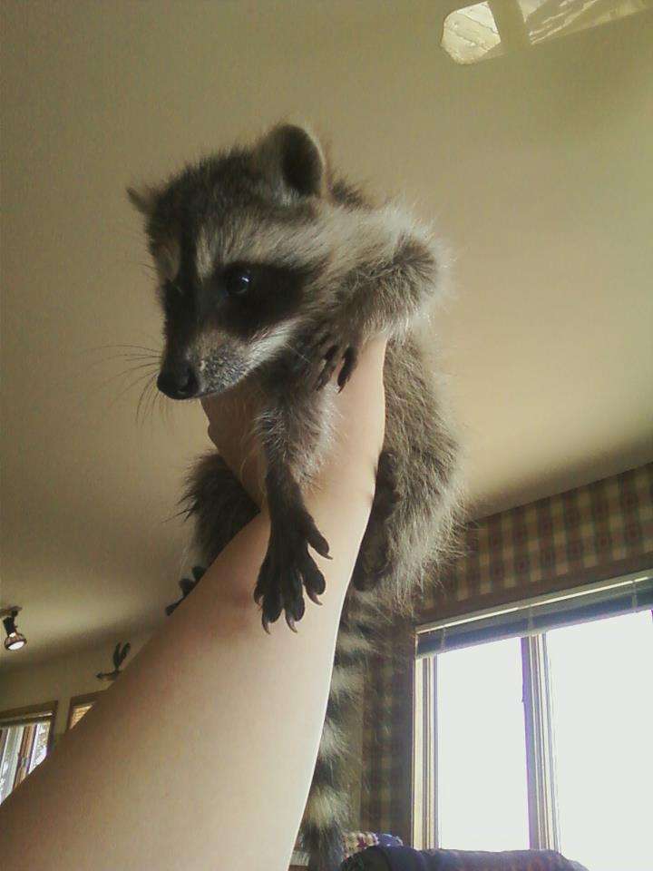 【画像】アライグマの画像が集まるトピ