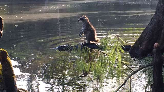 【画像】アライグマの画像が集まるトピ