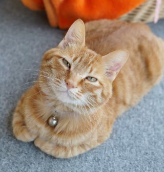 世界一ゆるい猫のケンカ、ペタペタパンチが可愛すぎるw