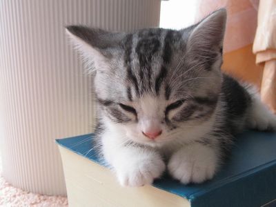世界一ゆるい猫のケンカ、ペタペタパンチが可愛すぎるw