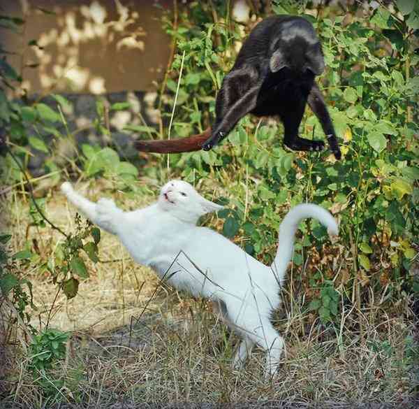 世界一ゆるい猫のケンカ、ペタペタパンチが可愛すぎるw
