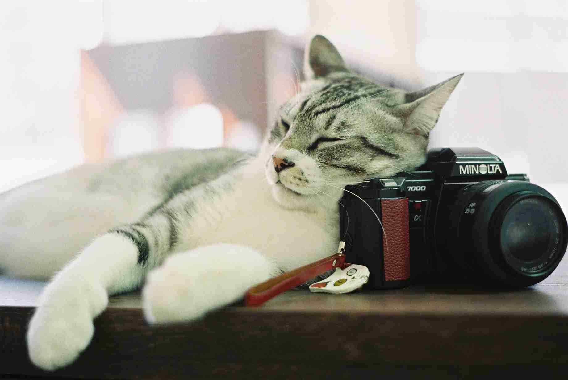 世界一ゆるい猫のケンカ、ペタペタパンチが可愛すぎるw