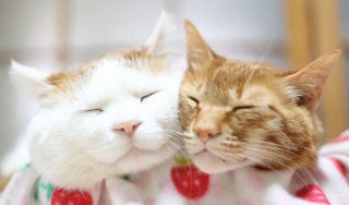 世界一ゆるい猫のケンカ、ペタペタパンチが可愛すぎるw