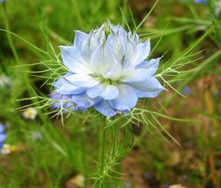 作ることが好きな人（ハンドメイド、DIY、何でも）