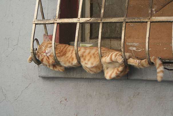 【画像】はまりまくる動物たち