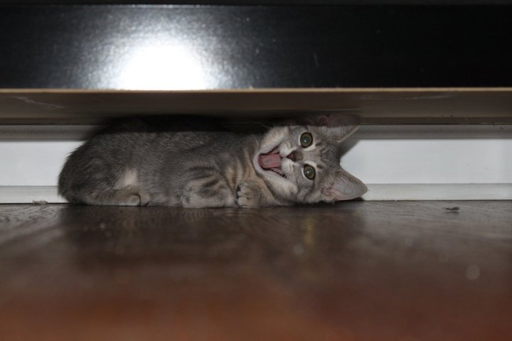 【画像】はまりまくる動物たち