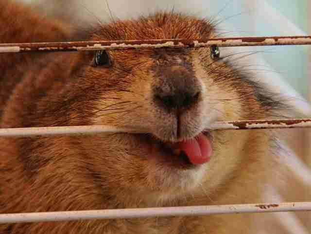 【画像】はまりまくる動物たち