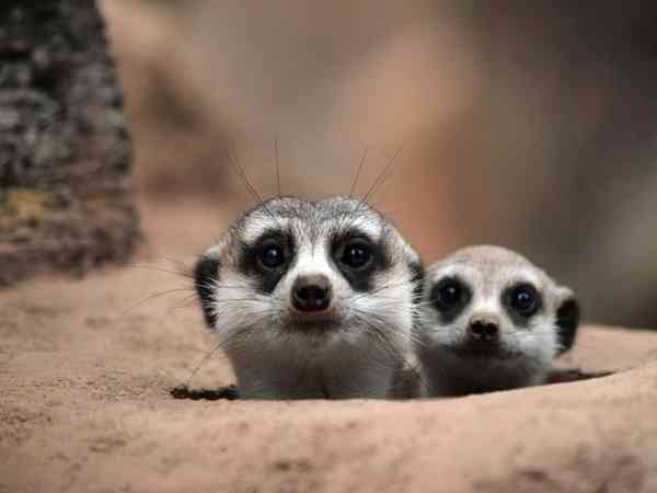 【画像】はまりまくる動物たち