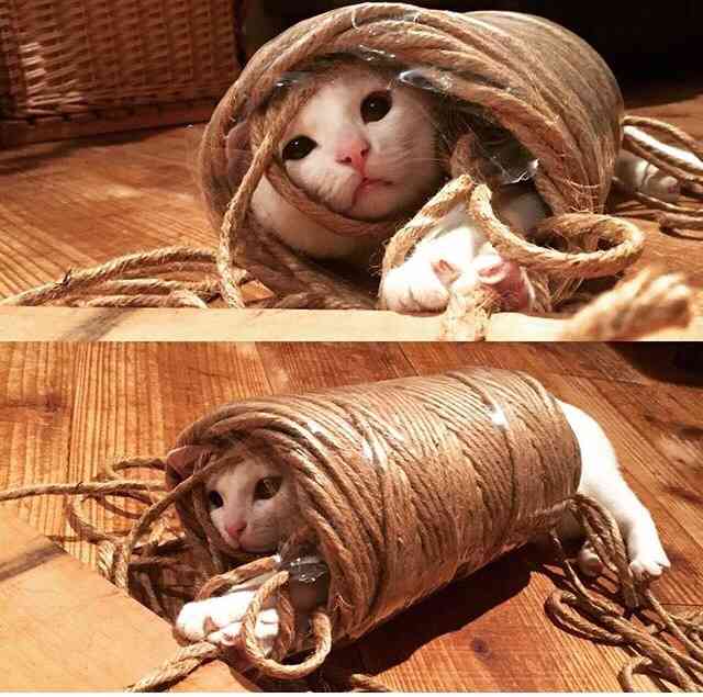 【画像】はまりまくる動物たち