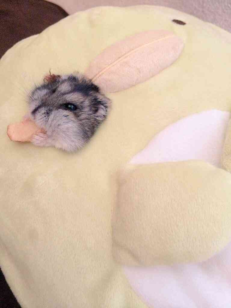 【画像】はまりまくる動物たち