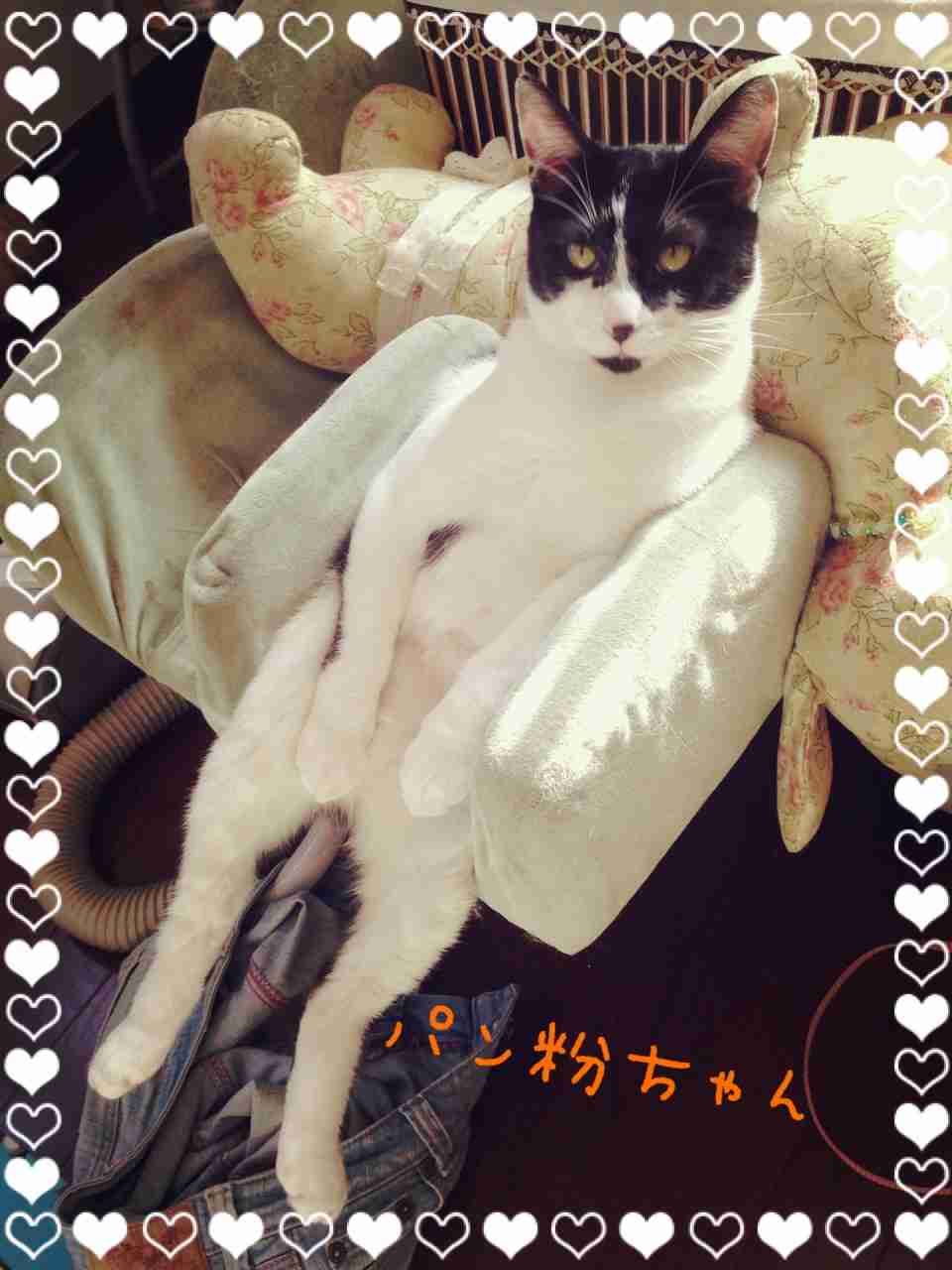 【画像】はまりまくる動物たち
