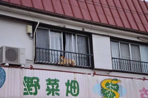 【画像】はまりまくる動物たち