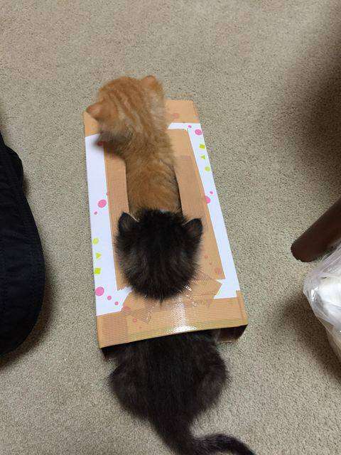 【画像】はまりまくる動物たち
