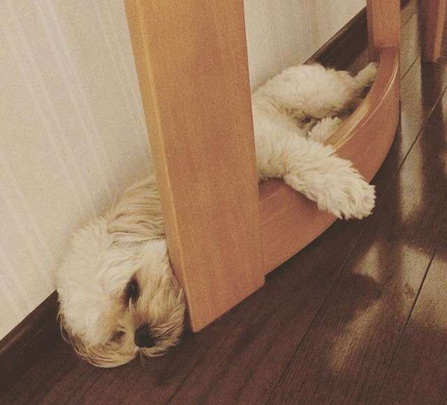 【画像】はまりまくる動物たち