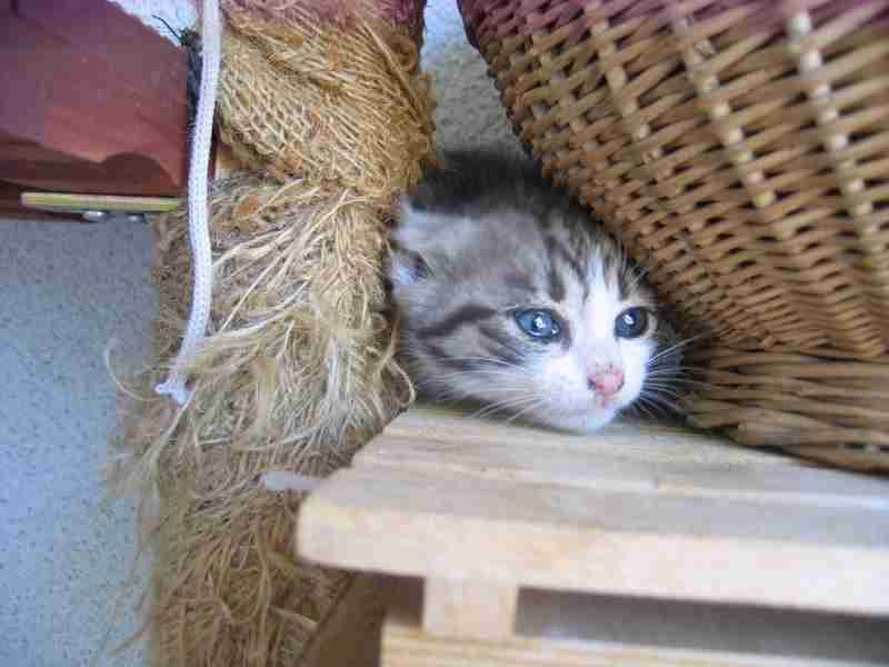 【画像】はまりまくる動物たち