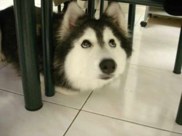 【画像】はまりまくる動物たち