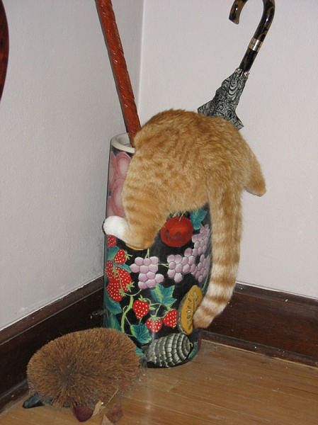【画像】はまりまくる動物たち