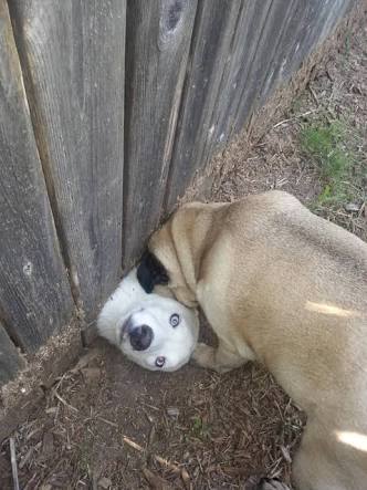 【画像】はまりまくる動物たち