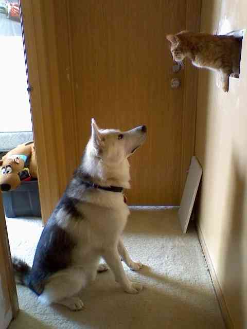 【画像】はまりまくる動物たち