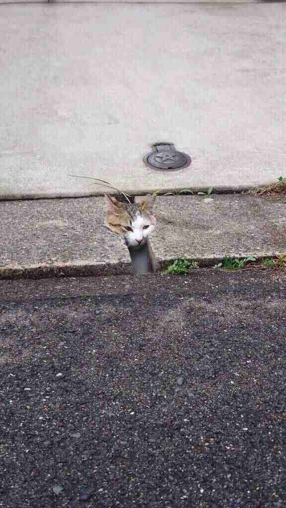 【画像】はまりまくる動物たち