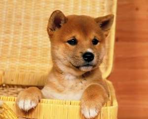 【画像】はまりまくる動物たち
