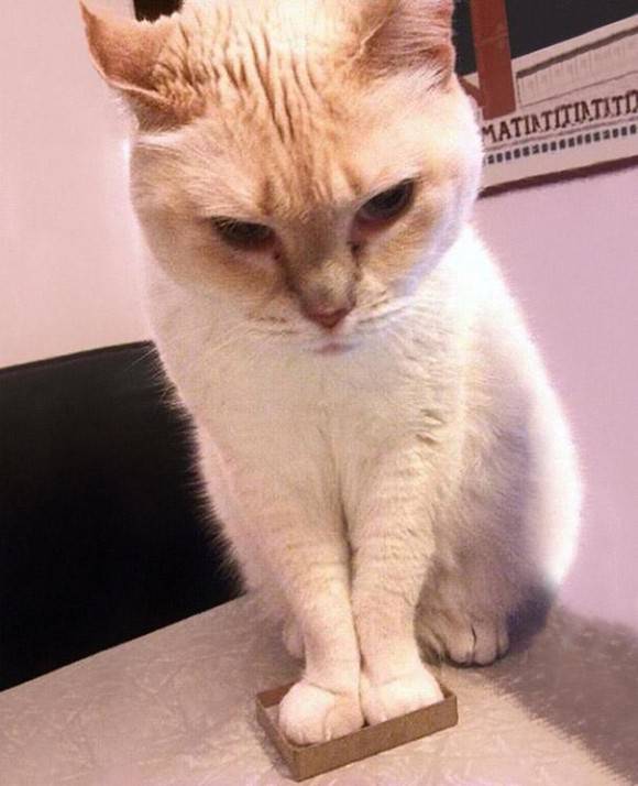 【画像】はまりまくる動物たち