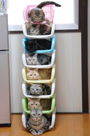 【画像】はまりまくる動物たち