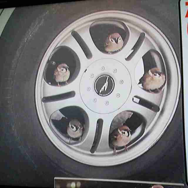 【画像】はまりまくる動物たち