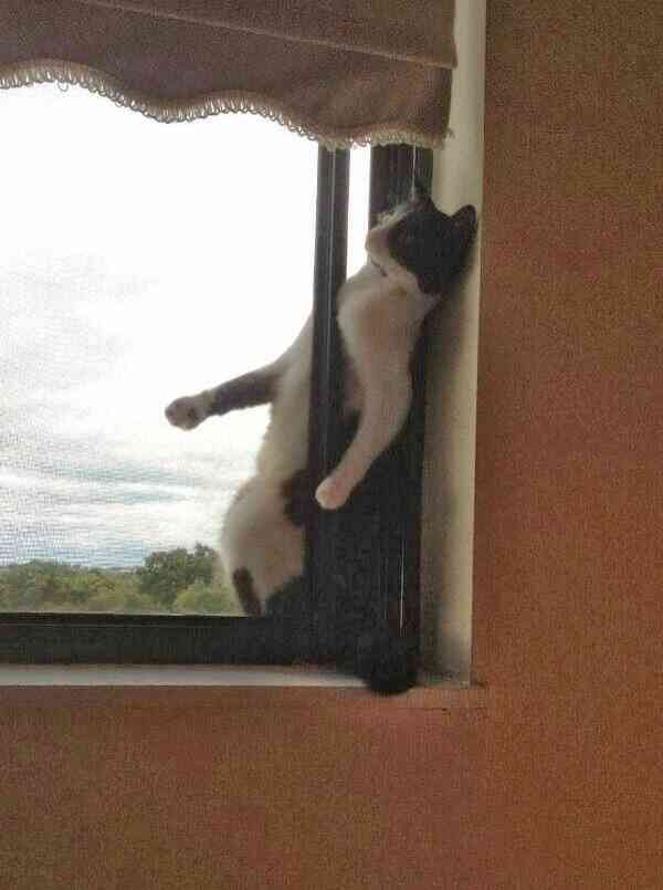 【画像】はまりまくる動物たち