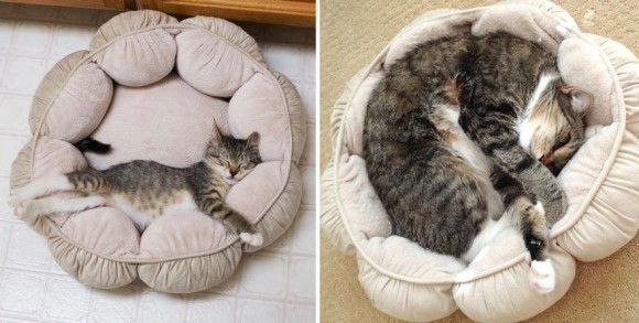 【画像】はまりまくる動物たち
