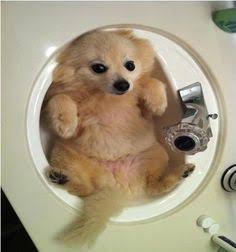 【画像】はまりまくる動物たち