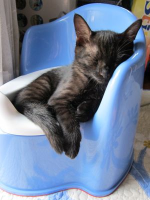 【画像】はまりまくる動物たち