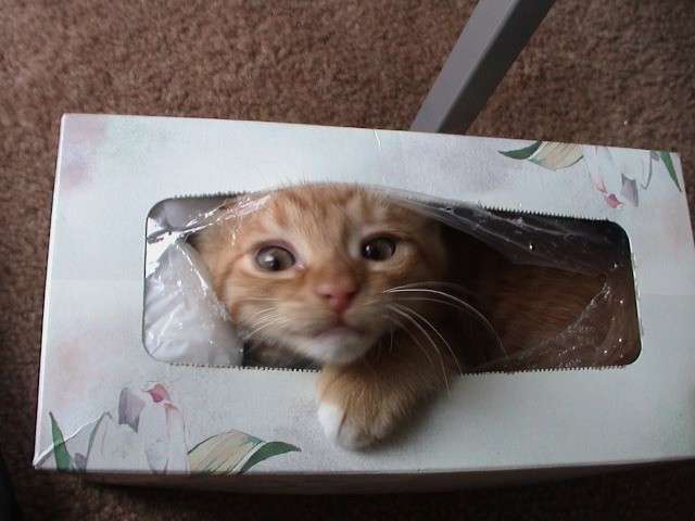 【画像】はまりまくる動物たち