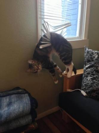 【画像】はまりまくる動物たち