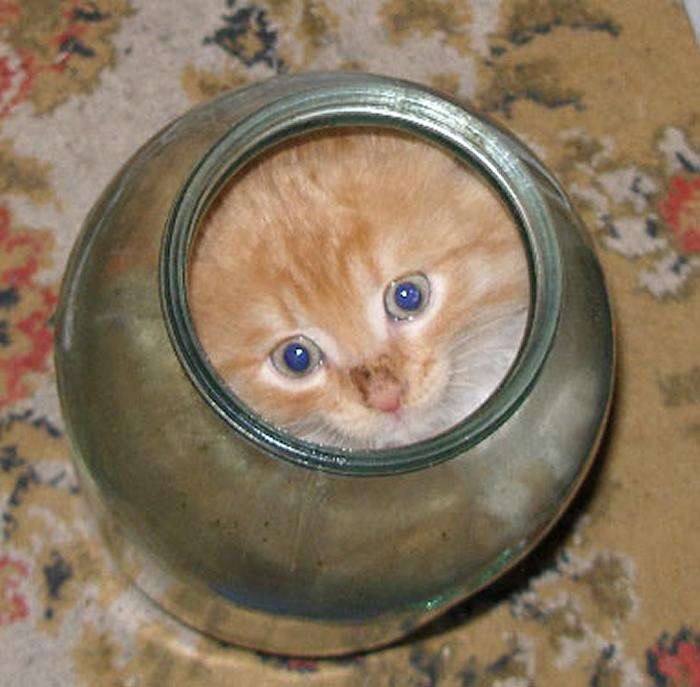【画像】はまりまくる動物たち